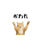 強猫と弱猫（個別スタンプ：26）