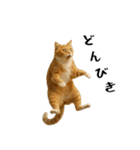 強猫と弱猫（個別スタンプ：27）