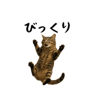 強猫と弱猫（個別スタンプ：28）