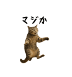 強猫と弱猫（個別スタンプ：29）