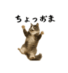 強猫と弱猫（個別スタンプ：30）