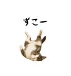 強猫と弱猫（個別スタンプ：31）