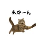 強猫と弱猫（個別スタンプ：32）