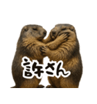 リアルなマーモットのケンカ（個別スタンプ：9）
