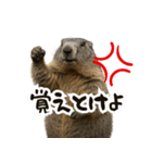 リアルなマーモットのケンカ（個別スタンプ：11）