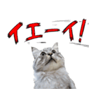 猫が地獄のミサワとコラボ（個別スタンプ：21）