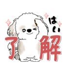 飛び出すシーズー犬 「よく使う言葉」7（個別スタンプ：7）