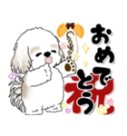 飛び出すシーズー犬 「よく使う言葉」7（個別スタンプ：22）