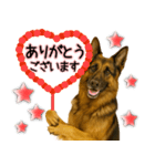 シェパード★毎日使う気遣いスタンプ♡（個別スタンプ：1）