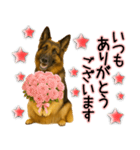 シェパード★毎日使う気遣いスタンプ♡（個別スタンプ：2）