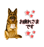 シェパード★毎日使う気遣いスタンプ♡（個別スタンプ：5）