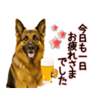 シェパード★毎日使う気遣いスタンプ♡（個別スタンプ：6）