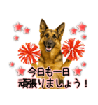 シェパード★毎日使う気遣いスタンプ♡（個別スタンプ：8）