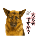 シェパード★毎日使う気遣いスタンプ♡（個別スタンプ：9）