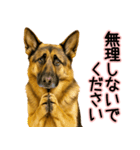 シェパード★毎日使う気遣いスタンプ♡（個別スタンプ：10）
