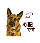 シェパード★毎日使う気遣いスタンプ♡（個別スタンプ：11）