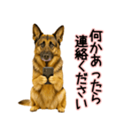 シェパード★毎日使う気遣いスタンプ♡（個別スタンプ：12）