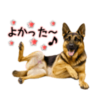 シェパード★毎日使う気遣いスタンプ♡（個別スタンプ：13）