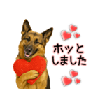 シェパード★毎日使う気遣いスタンプ♡（個別スタンプ：14）