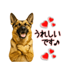 シェパード★毎日使う気遣いスタンプ♡（個別スタンプ：15）