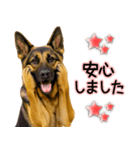 シェパード★毎日使う気遣いスタンプ♡（個別スタンプ：16）