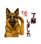 シェパード★毎日使う気遣いスタンプ♡（個別スタンプ：17）