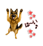 シェパード★毎日使う気遣いスタンプ♡（個別スタンプ：18）
