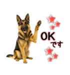 シェパード★毎日使う気遣いスタンプ♡（個別スタンプ：19）
