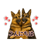 シェパード★毎日使う気遣いスタンプ♡（個別スタンプ：20）