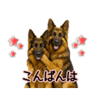 シェパード★毎日使う気遣いスタンプ♡（個別スタンプ：21）