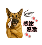 シェパード★毎日使う気遣いスタンプ♡（個別スタンプ：22）