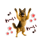 シェパード★毎日使う気遣いスタンプ♡（個別スタンプ：23）