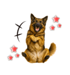 シェパード★毎日使う気遣いスタンプ♡（個別スタンプ：24）