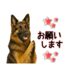 シェパード★毎日使う気遣いスタンプ♡（個別スタンプ：25）