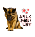 シェパード★毎日使う気遣いスタンプ♡（個別スタンプ：26）