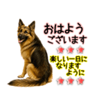 シェパード★毎日使う気遣いスタンプ♡（個別スタンプ：31）