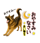 シェパード★毎日使う気遣いスタンプ♡（個別スタンプ：32）