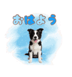 かしこカワイイ♡ボーダーコリースタンプ（個別スタンプ：1）