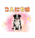 かしこカワイイ♡ボーダーコリースタンプ（個別スタンプ：2）