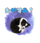 かしこカワイイ♡ボーダーコリースタンプ（個別スタンプ：3）