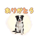 かしこカワイイ♡ボーダーコリースタンプ（個別スタンプ：4）