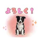 かしこカワイイ♡ボーダーコリースタンプ（個別スタンプ：5）