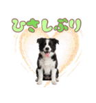 かしこカワイイ♡ボーダーコリースタンプ（個別スタンプ：7）