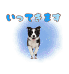 かしこカワイイ♡ボーダーコリースタンプ（個別スタンプ：8）