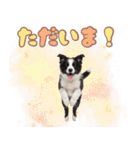 かしこカワイイ♡ボーダーコリースタンプ（個別スタンプ：9）