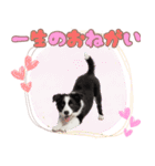 かしこカワイイ♡ボーダーコリースタンプ（個別スタンプ：10）