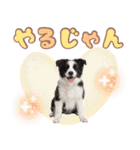 かしこカワイイ♡ボーダーコリースタンプ（個別スタンプ：11）