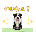 かしこカワイイ♡ボーダーコリースタンプ（個別スタンプ：13）