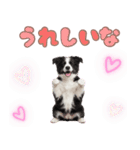 かしこカワイイ♡ボーダーコリースタンプ（個別スタンプ：14）