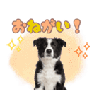 かしこカワイイ♡ボーダーコリースタンプ（個別スタンプ：15）